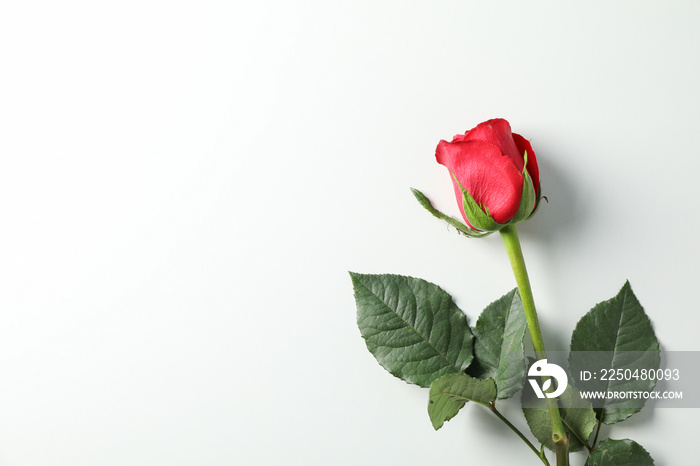 Beautiful red rose with green leaves on white background, space for text