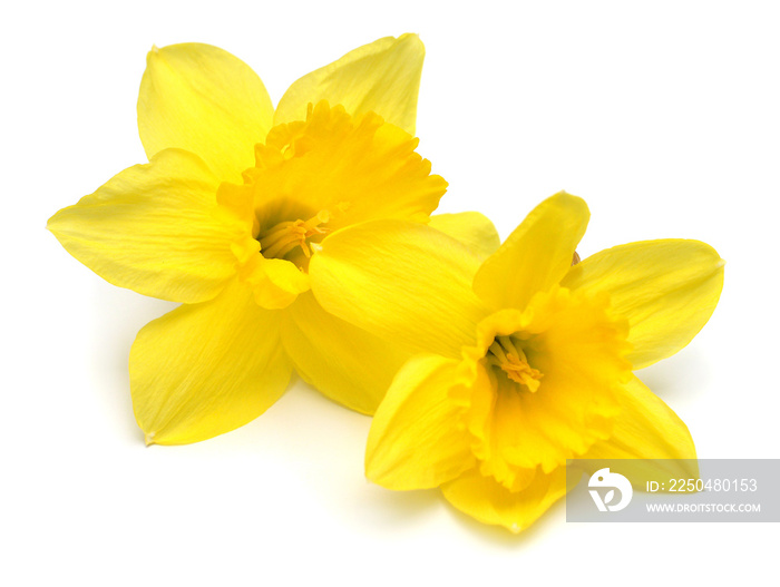 Two yellow daffodils flowers isolated on white background. Flat lay, top view