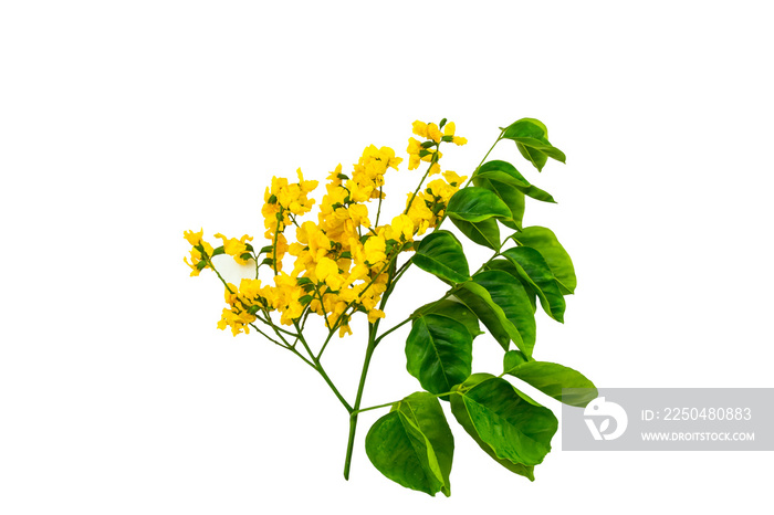 缅甸红木或印度Pterocarpus indicus Willd、缅甸Padauk和绿叶的封闭黄色花朵