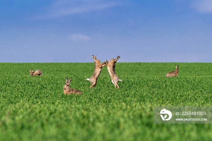 European brown hare (Lepus europaeus)