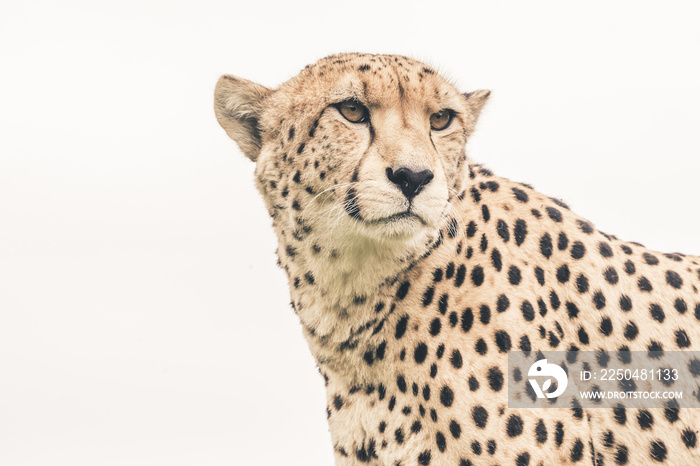 白色背景下猎豹的头像。特尼克瓦野生动物