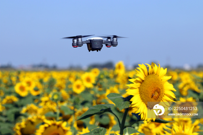 The drone is flying over the sunflower field technology and agriculture