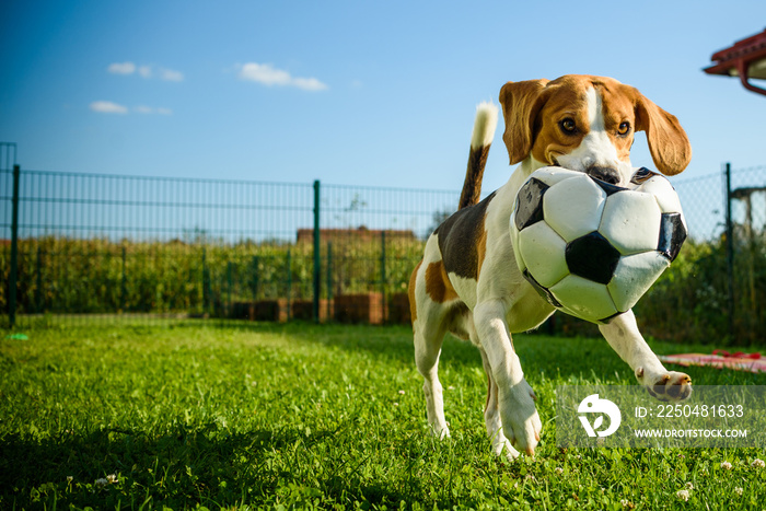 纯种比格犬在户外公园里拿着足球跑向镜头夏日阳光明媚的日子