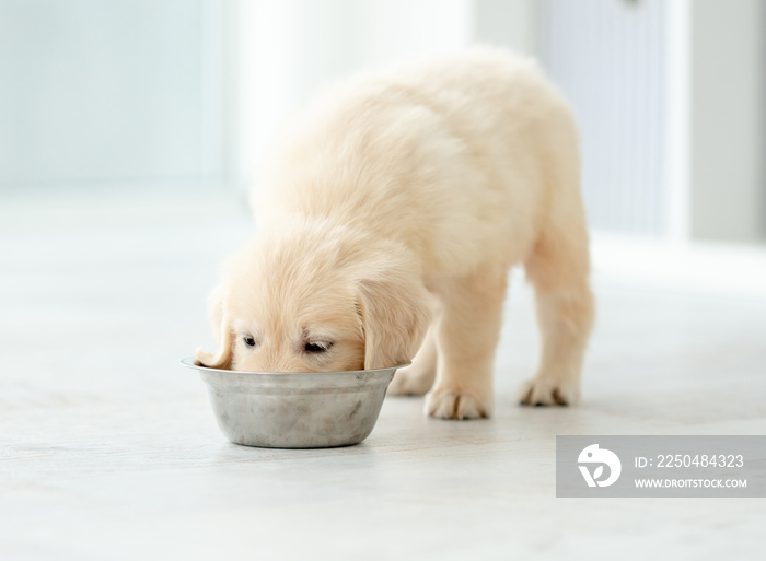 Retriever puppy eating from bowl