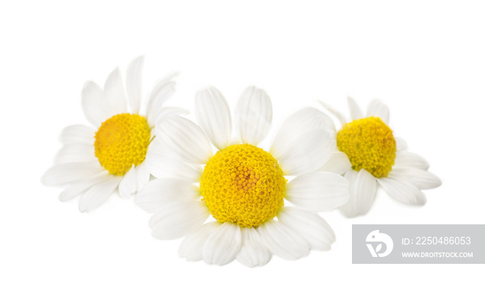 Beautiful chamomile flowers on white background