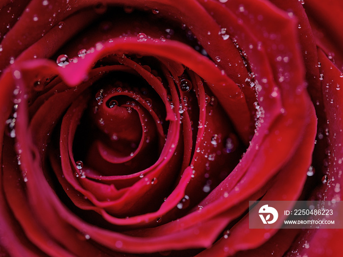 drops on roses. Abstract flower with pink rose on black background - Valentines, Mothers day, annive