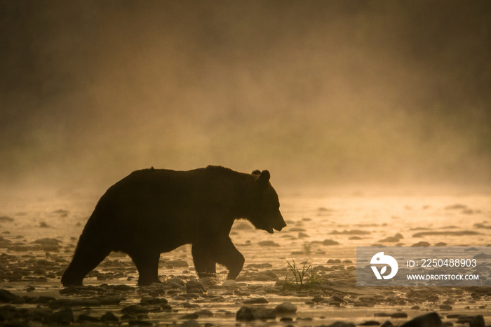 日出时水中棕熊（Ursus arctos）的剪影。波兰Bieszczady山脉