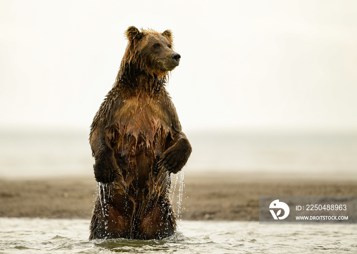 Alaska Brown Bear