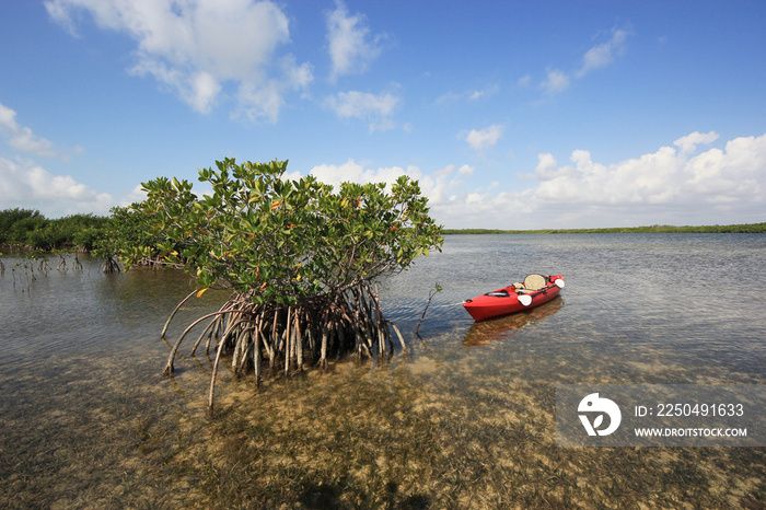 Red kayak tied to a Red Mangove tree on Turtle Grass beds on the flats of Biscayne National Park, Fl