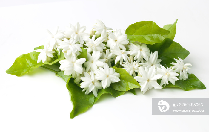 White jasmine flowers fresh flowers natural