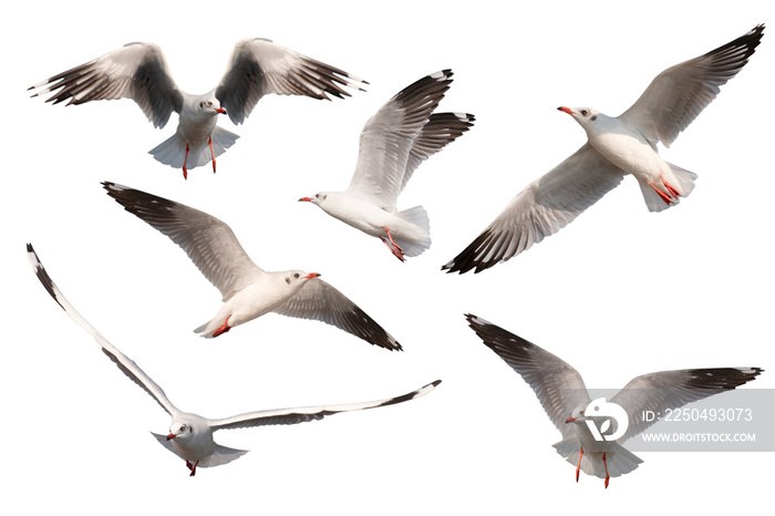 Set of seagulls flying isolated on white background