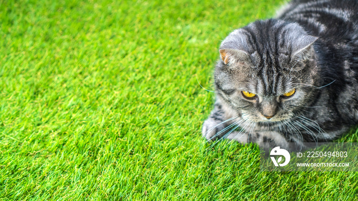 Artificial grass background, copy space. Cat lying on the green synthetic artificial turf.