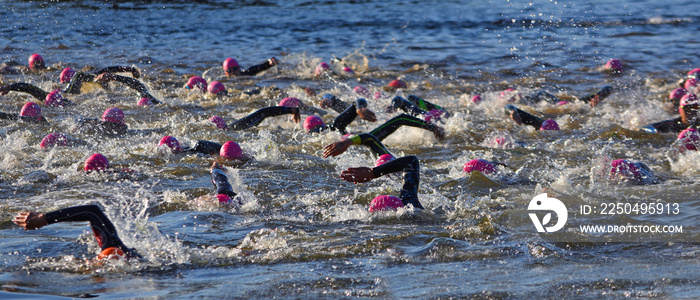 Triathlon swimmers in the river Ouse with pink hats and wetsuits.
