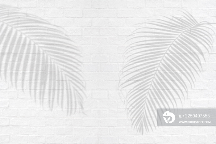 热带棕榈在白色砖墙纹理背景上留下阴影。