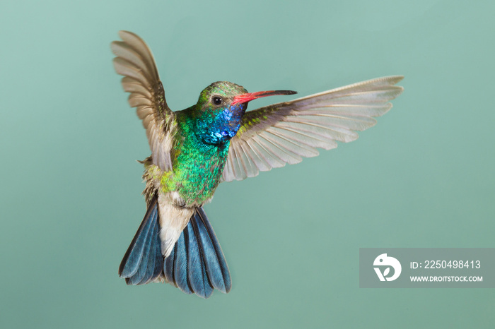 Broad-billed Hummingbird flying