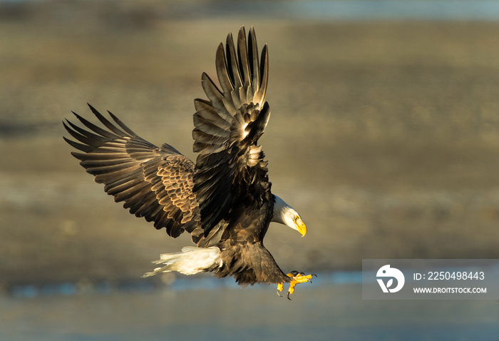 Bald eagle salmon attack