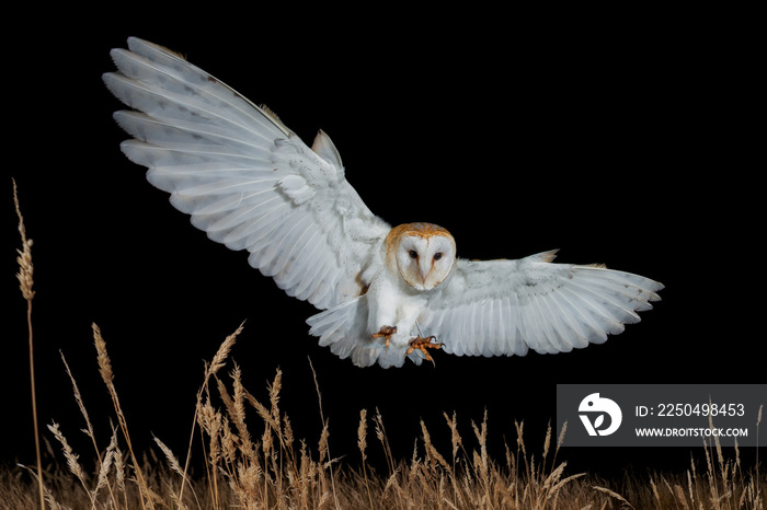 雌性仓鸮（Tyto Alba）夜间在长草上俯冲捕食。白色幽灵猫头鹰狩猎