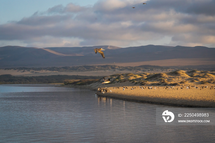 加利福尼亚州瓜达卢佩-尼波莫沙丘国家野生动物保护区。日落时的风景和成群的鸟
