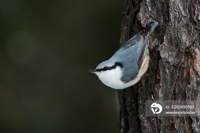 Fast and curious songbird Eurasian nuthatch, Sitta europaea on a tree upside down in Estonian boreal