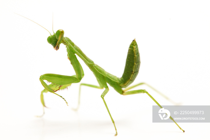 Giant Asian Green Praying Mantis (Hierodula membranacea) isolated on white background.