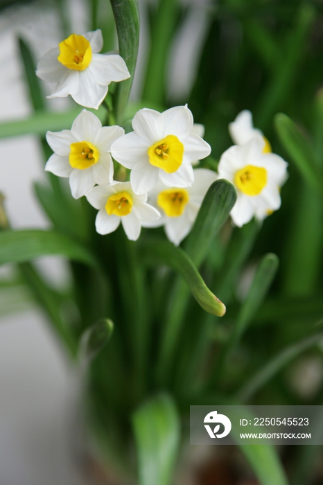 水仙花