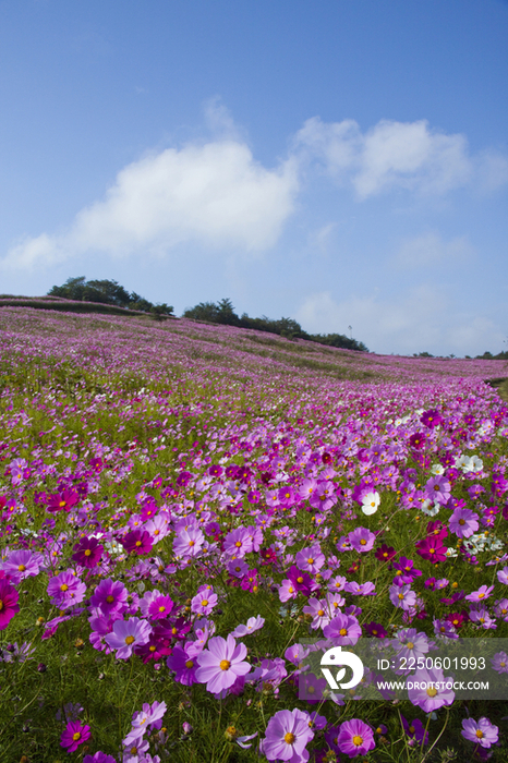 鲜花