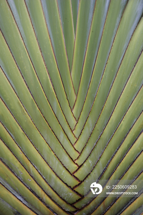 Palmtree leaf close up