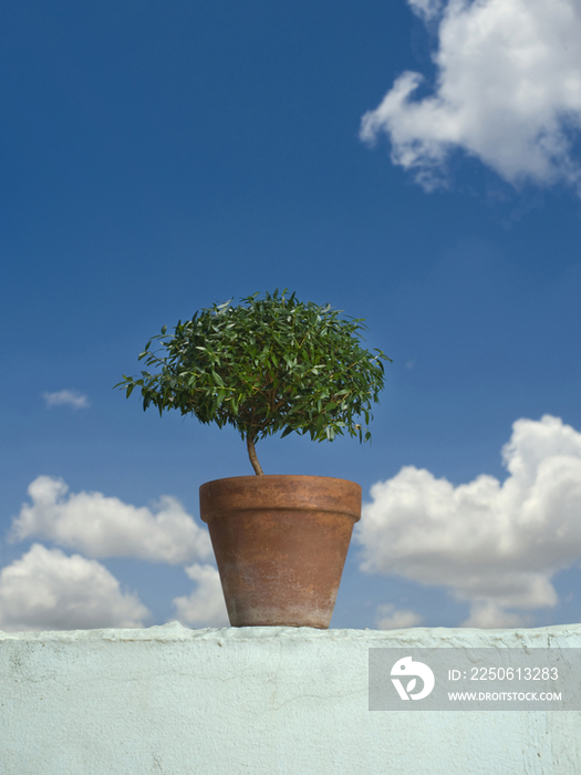 Potted Plant on top of Wall