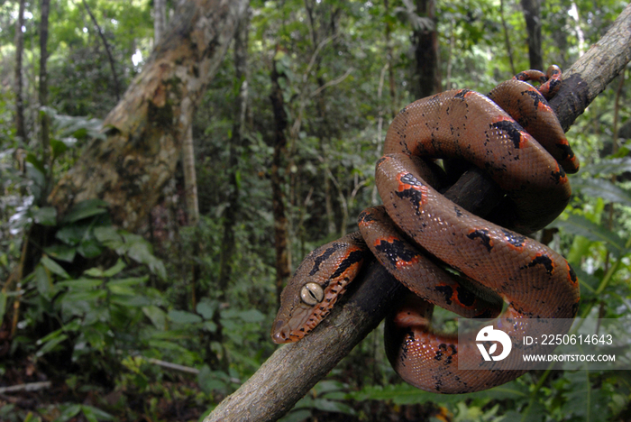 Amazon Tree Boa (corallus hortolanus ), Peru 