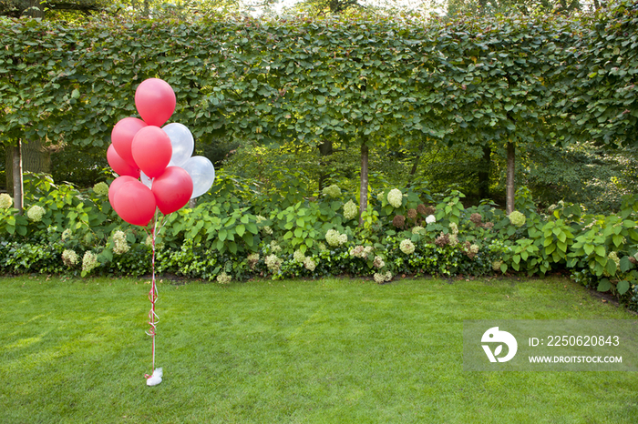 Red and white helium balloons tied in a bunch