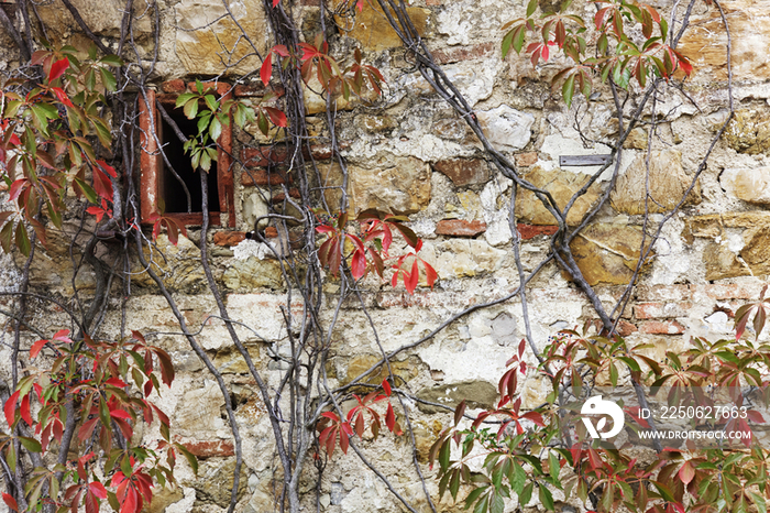 Stone Cottage and Virginia Creeper in Fall Color