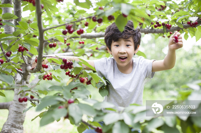 快乐的男孩在果园采摘樱桃