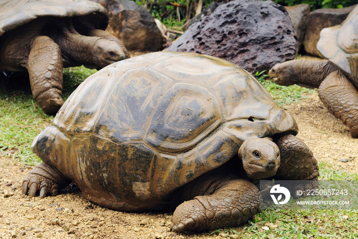 Giant Tortoises