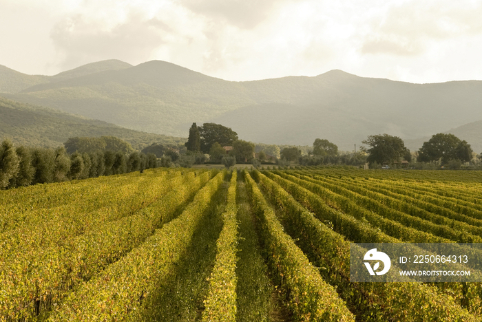 Italy, Tuscany, Bolgheri,Panoramic view of the vineyards