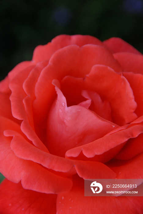 Close-up of red rose