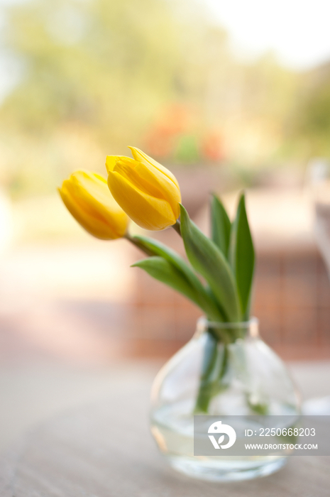 Yellow tulip in vase