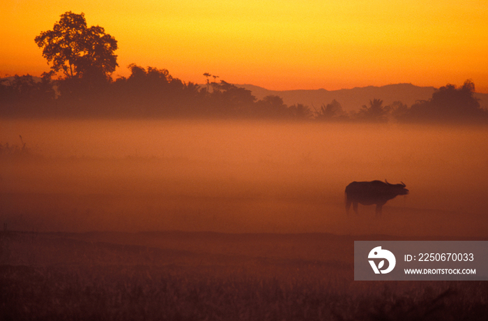 Water buffalo grazing at sunset