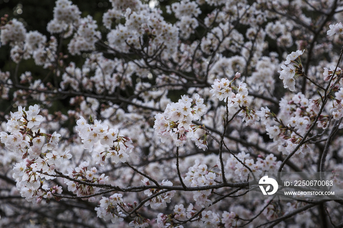 Cherry blossoms in Japan