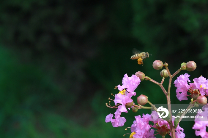 蜜蜂采花粉