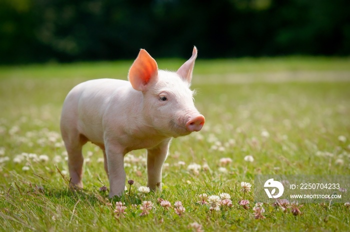 Niedliches, rosa Ferkel auf einer Kleegraswiese