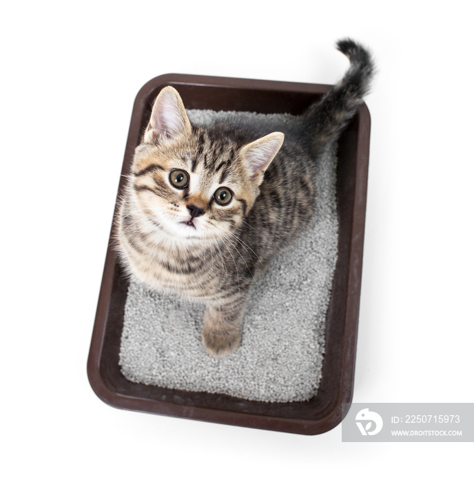 小猫或猫放在马桶托盘盒内，并隔离吸水性猫砂