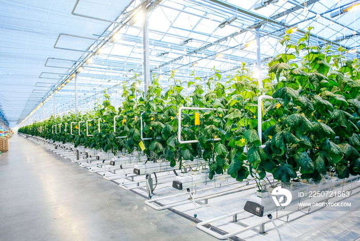 Green crop in modern greenhouse