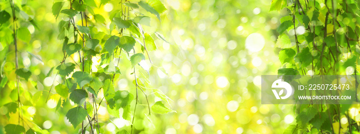 绿色的桦树枝叶，绿色，散景背景。自然春天的背景。