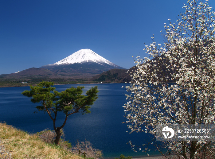 富士山和辛夷