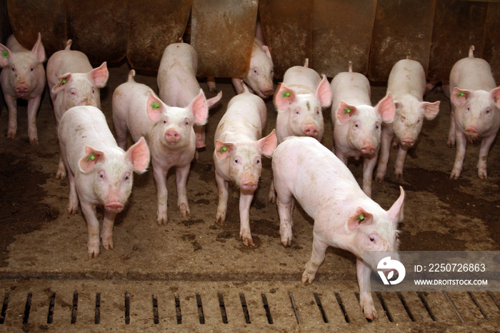 Ferkel erkunden ihren Stall Besucher