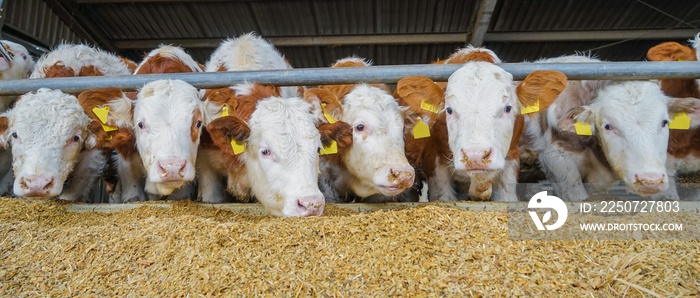 Rindviehstall: Fleckvieh-Bullen fressen Maissilage