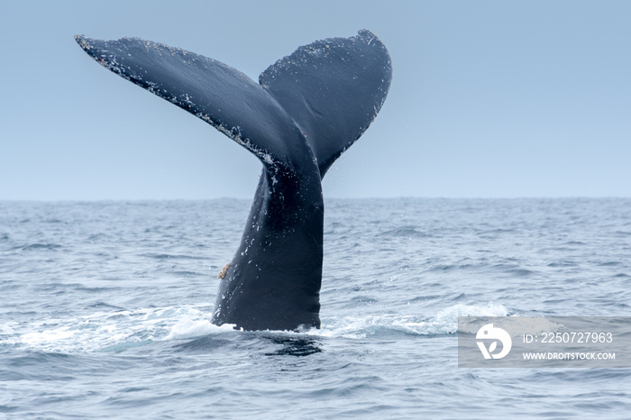 厄瓜多尔洛佩斯港的座头鲸