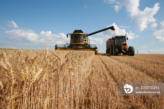 Récolte du blé :  moissoneuse et tracteur