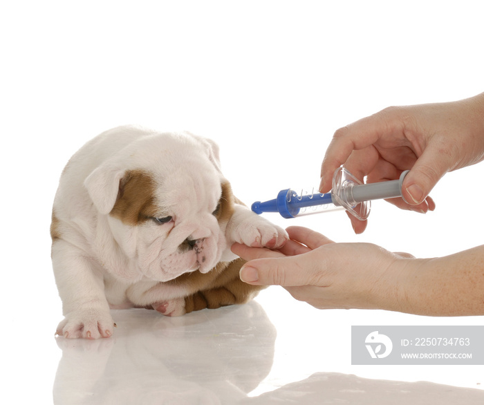 veterinary care - english bulldog puppy with toy needle