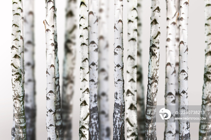 自然背景-桦树-壁纸